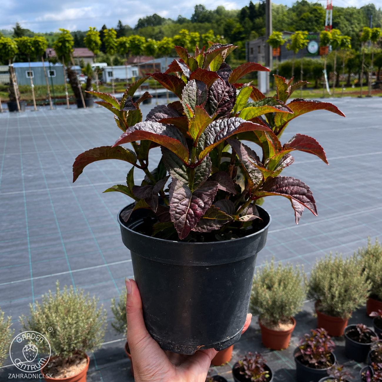 Obrázok Hortenzia pílovitá (Hydrangea serrata) ´DAREDEVIL´® - výška 10-20 cm, kont. C2L